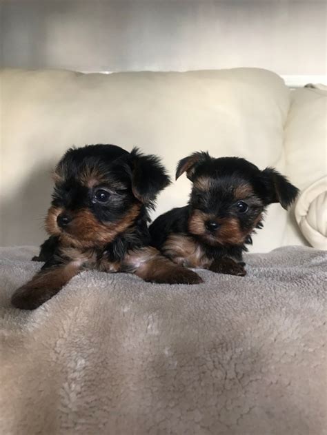 90 licensed and inspected breeders whose dogs are minimally bred and retired to new homes after their service. VERY TINY TEACUP YORKIE PUPPIES NOW AVAILABLE TALLAHASSEE For sale Tallahassee Pets Dogs