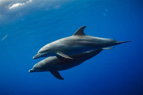 Dolphin Swimming Underwater