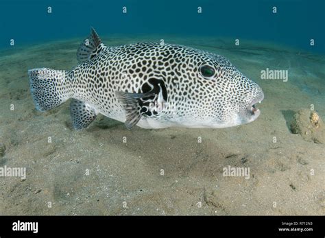 Stellate Puffer Also Starry Puffer Or Starry Toadfish Arothron