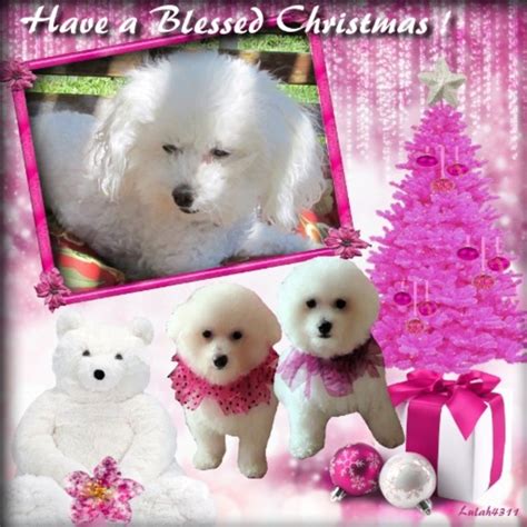 Daisy In Pink Spoiled Dogs Bichons Dog Names Cute Animals Daisy