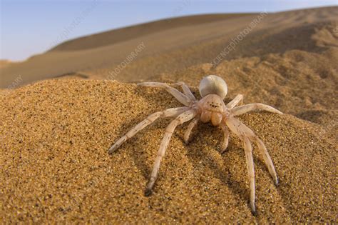 Cartwheeling Spider In Desert Swakopmund Namibia Stock Image C046