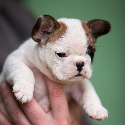 Not to mention, vet bills. Our breeding - French Bulldog Breed