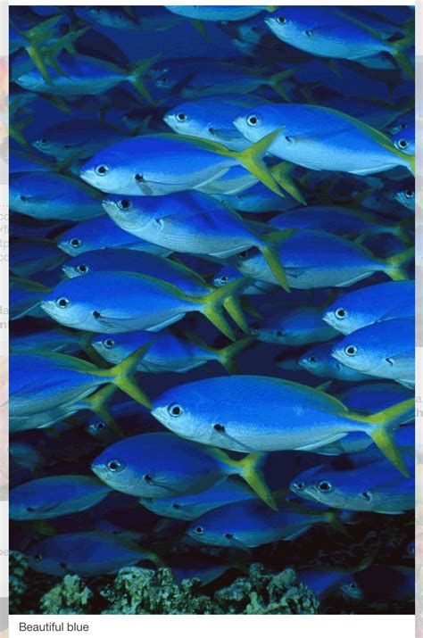 ¡familia De Peces Azules Underwater Creatures Underwater Life Ocean