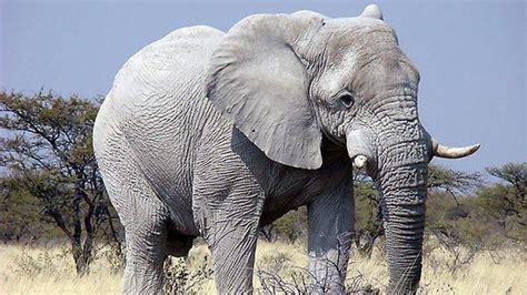Mengapa Gajah Jadi Simbol Negara Dan Hewan Nasional Thailand Ini
