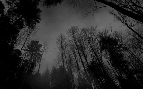 Black Forest Wallpapers 5 Download Dark Forest Background Aesthetic