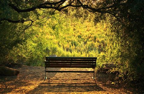 Bench At Sunset Stock Image Image Of Sitting Rest Green 54538267
