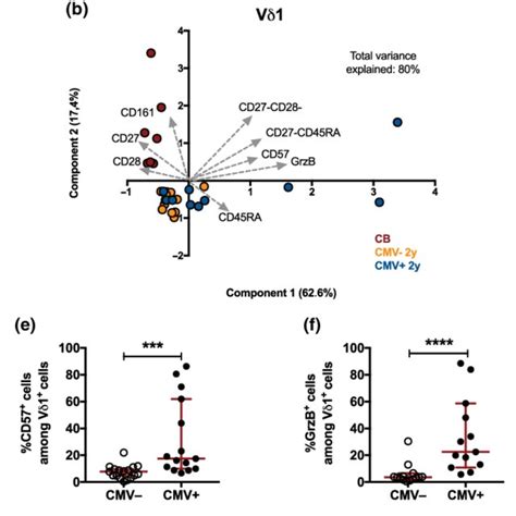The Vd1 Phenotype In Cytomegalovirus Cmv Infected And Noninfected