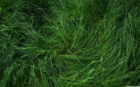 4k Grass Wallpapers Top Free 4k Grass Backgrounds Wallpaperaccess