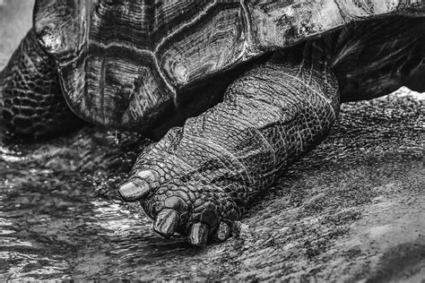 Free Download Giant Tortoises Foot Animals Water Panzer Zoo