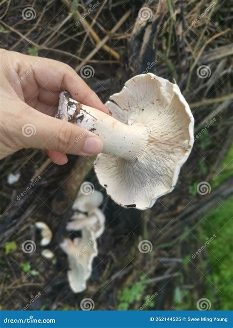 Wild Large White Leucopax Mushrooms On The Ground Stock Image Image