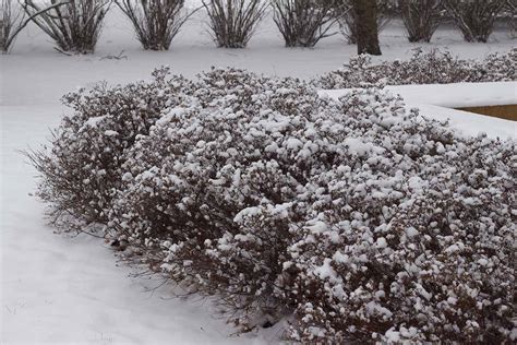 How To Care For Spirea Shrubs In Winter Gardeners Path