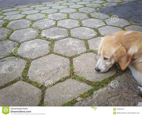 Tired Dog Stock Image Image Of Tired Street Daylight 108925551