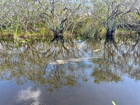 Everglades River Of Grass Adventures Ochopee All You Need To Know
