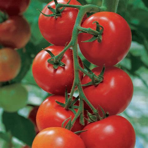 Tomato Shirley F1 Tomato Plug Plants June Delivery Kings Seeds