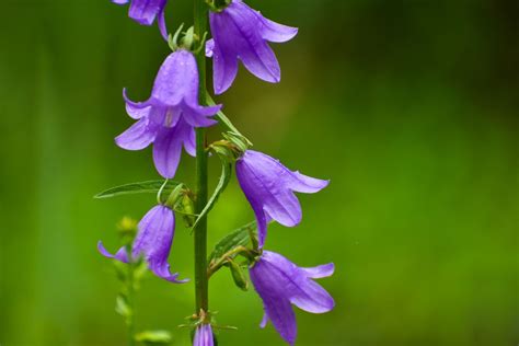 Creeping Bellflower Plant Care And Growing Guide