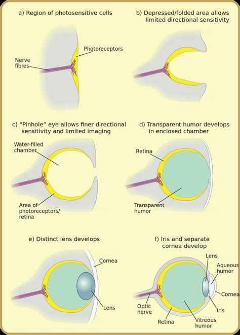 Evolution Of Molluscs Eye Perception Psychology Eye Structure
