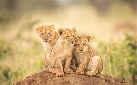 Three Little Lions Cubs 750x1334 Iphone 8766s Wallpaper Background