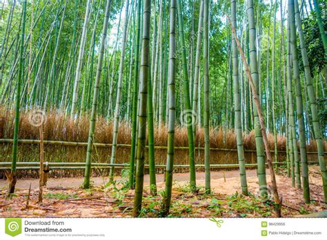 Path To Bamboo Forest Arashiyama Kyoto Japan Stock Photo Image Of