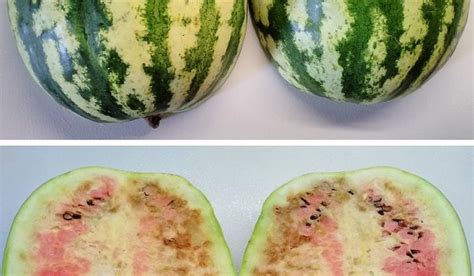 How To Check Nitrates In Watermelon Effective Ways Healthy Food Near Me