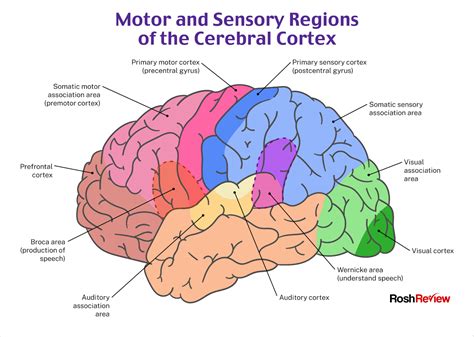 Motor And Sensory Regions Of The Cerebral Cortex Psychiatry Nursing