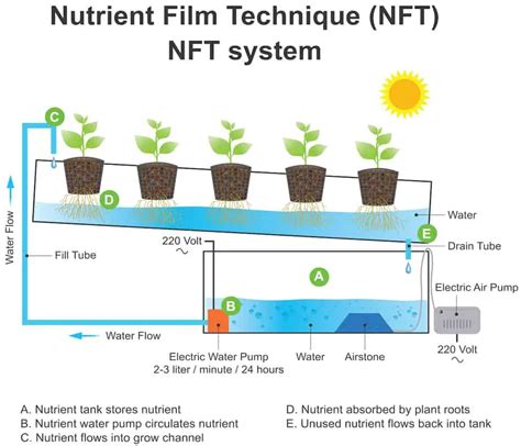 Nutrient Film Technique Nft Systems Complete Guide Smart Garden And Home