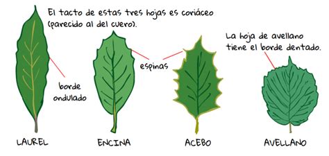 Pistas para identificar las hojas Árboles del Colegio
