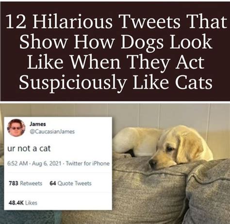 12 Hilarious Tweets That Show How Dogs Look Like When They Act