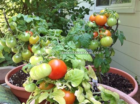Red Robin Micro Dwarf Tomato Seeds For Sale At Renaissance Farms
