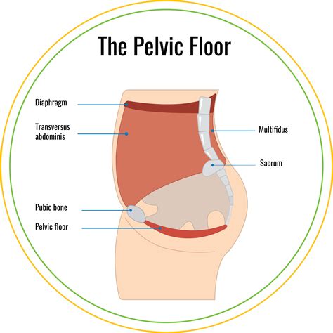 The Pelvic Floor Phyxit Physio And Injury Clinic