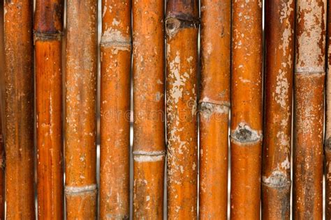 Bamboo Wall Background In Asia Bamboo Texture Closeup Of Bamboo Trees Stock Image Image Of