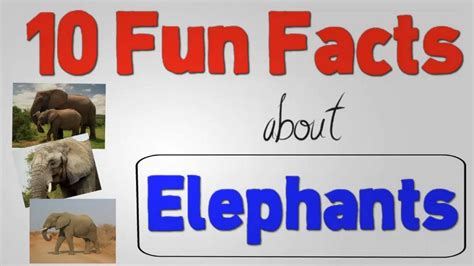 10 Fun Facts About Elephants Youtube