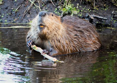 The Forgotten Skills Of How To Trap A Beaver From Desk Jockey To