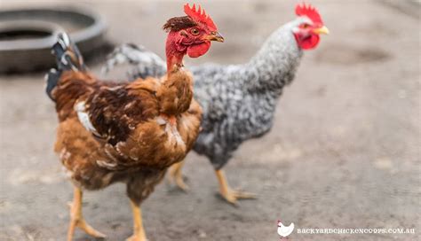 5 Reasons To Love Your Naked Neck Chickens