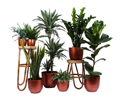 Easy Houseplants | Free Home Delivery | Plantsome