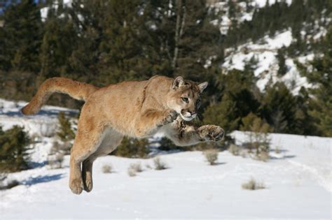 Cougar Mountain Lion Habitat