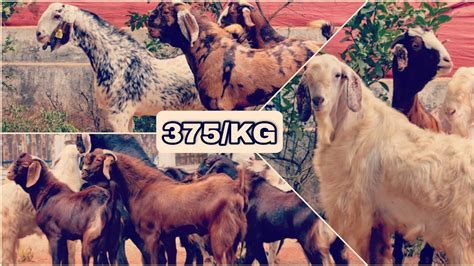 Andul And Khassi Goats 375kg At Raees Goat Farm Free Delivery To