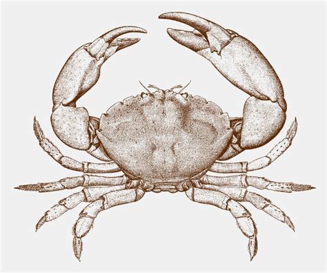 Stone Crab Clipart