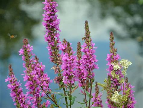 Weeds with purple flowers in georgia. Purple Loosestrife, an Invasive Plant - Dengarden