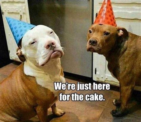 101 Funny Happy Birthday Dog Memes For Paw Lovers Everywhere