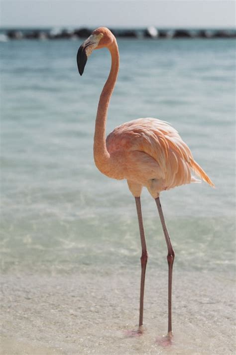 Flamingo Spirit Animal Totem Symbolism And Meaning What Dream Means