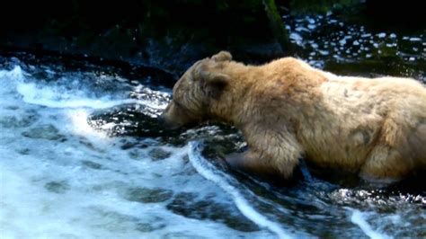 alaska grizzly bear catching salmon youtube