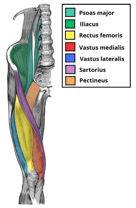 Muscles Of The Anterior Thigh Quadriceps Teachmeanatomy
