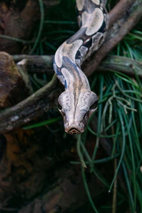 Serpiente Boa Constrictor En Un Parque En Brasil Foto De Archivo