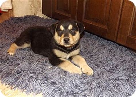 Rottweiler mix with siberian husky pictures puppies, youths, & adults make perfect pets for the whole family to enjoy. Rascal | Adopted Puppy | Phoenix, AZ | Rottweiler/Husky Mix