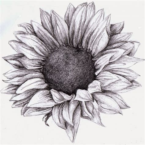 Sunflower Pencil Sketch At Explore Collection Of