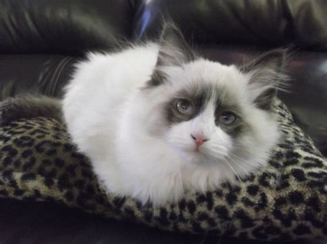 Don't miss what's happening in your neighborhood. Ragdoll Kittens - Available Ragdolls for sale Ontario ...