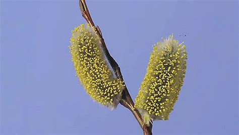 opening of the woolly catkins of a pussy willow britannica
