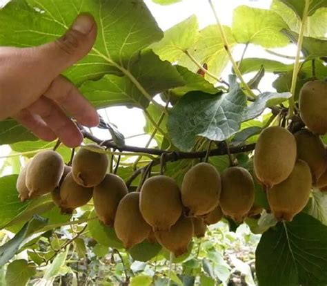 7 Fruits That Grow In Shade Plant Instructions