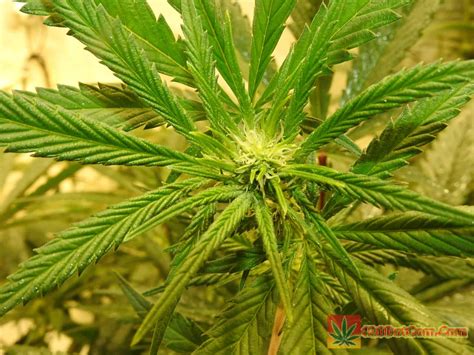 The secret defoliation method to maximize your cannabis yield! Bruce Banner Seeds - Bruce Banner Strain Grow - How To ...