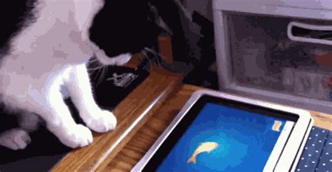 Kitten Reaction Tablet Pc Animals Games  